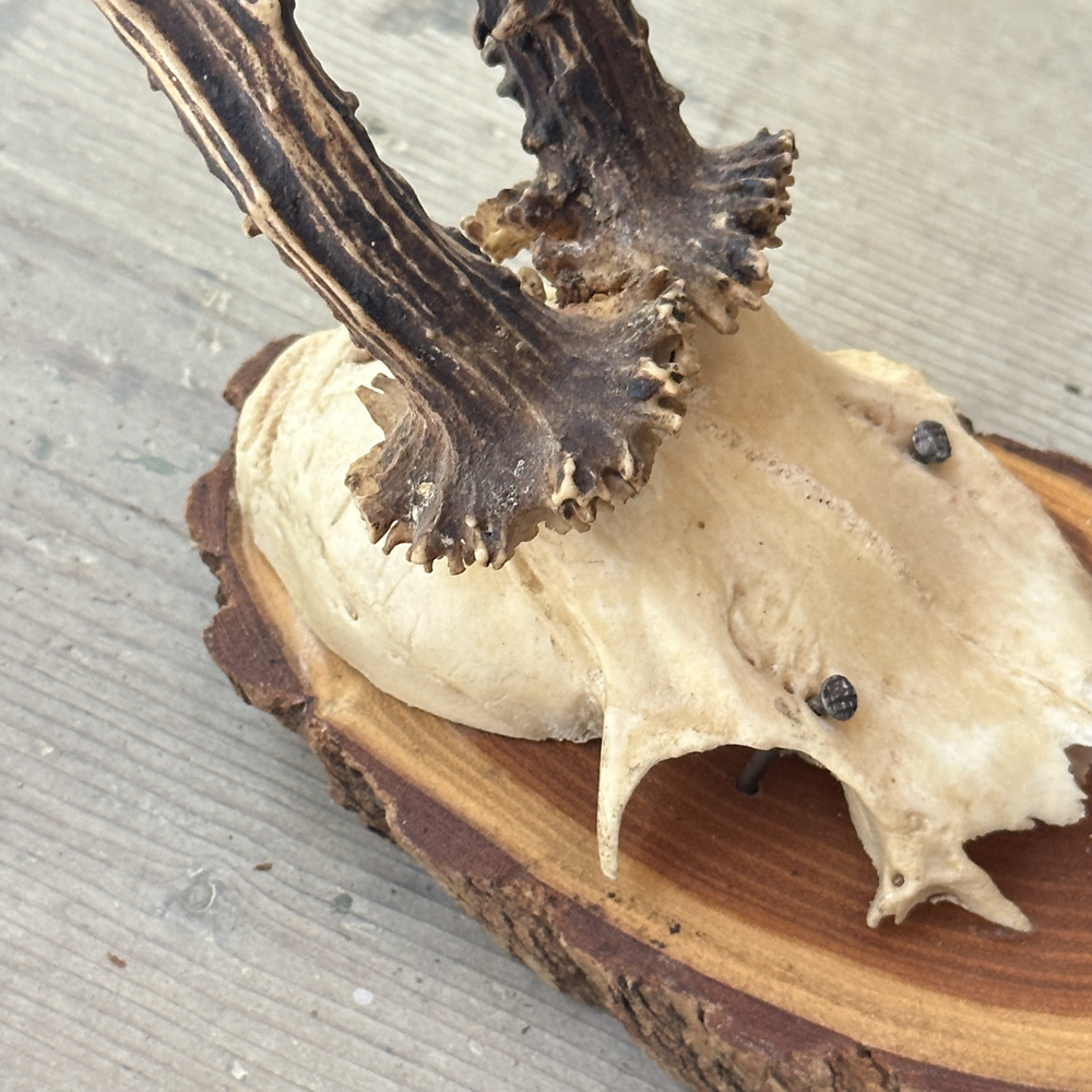 Black Forest Antlers on Plaque - Premium Deer Antler Wall Decor for Hunting Lodge, Cabin & Rustic Home Decor | Perfect for Living Room, Office or Man Cave