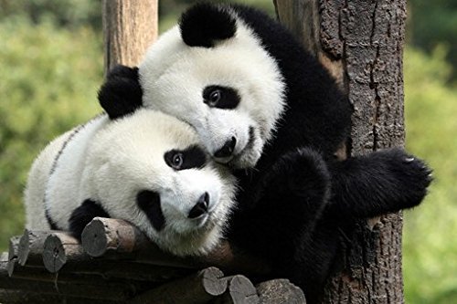 12x18 Inch Laminated Panda Hug Poster - Vibrant Colors & High-Quality Print - Perfect for Nursery, Kids Room Decor or Office Wall Art - Fits Standard Frames