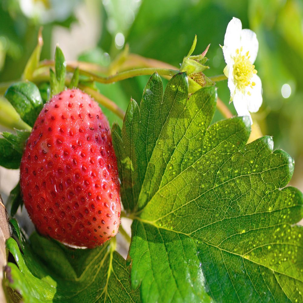 25 Live Mara Des Bois Everbearing Strawberry Plants - Non-GMO, Organic, Sweet & Fragrant - Perfect for Home Gardens, Containers & Fresh Eating