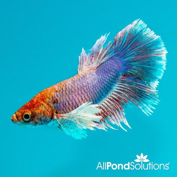 Dumbo Female Fighter Betta Splendens - Beautiful Siamese Fighting Fish for Aquariums, Fish Tanks & Home Decor