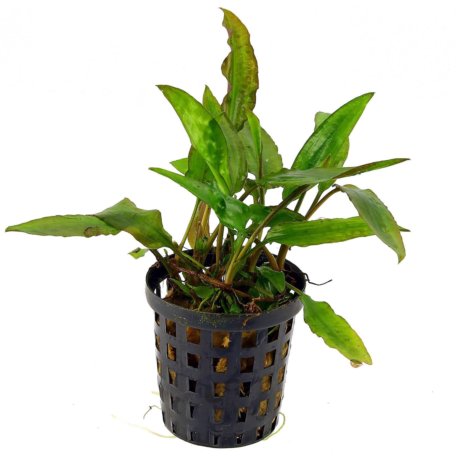 TCulture Cryptocoryne Usteriana Green Live Aquarium Plant (Potted) - Perfect for Freshwater Fish Tanks, Aquascaping & Aquatic Gardens
