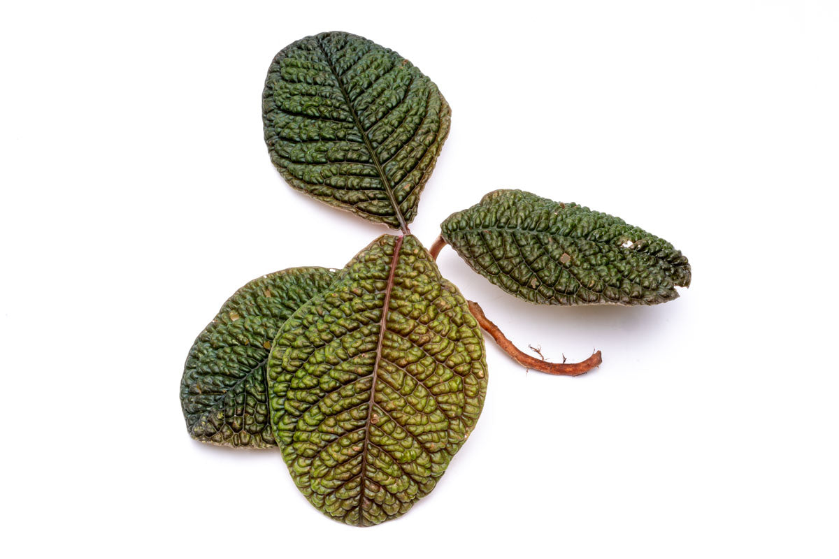 Ardisia Dino - Premium Indoor House Plant for Home & Office Decor | Perfect for Living Rooms, Bedrooms & Workspaces