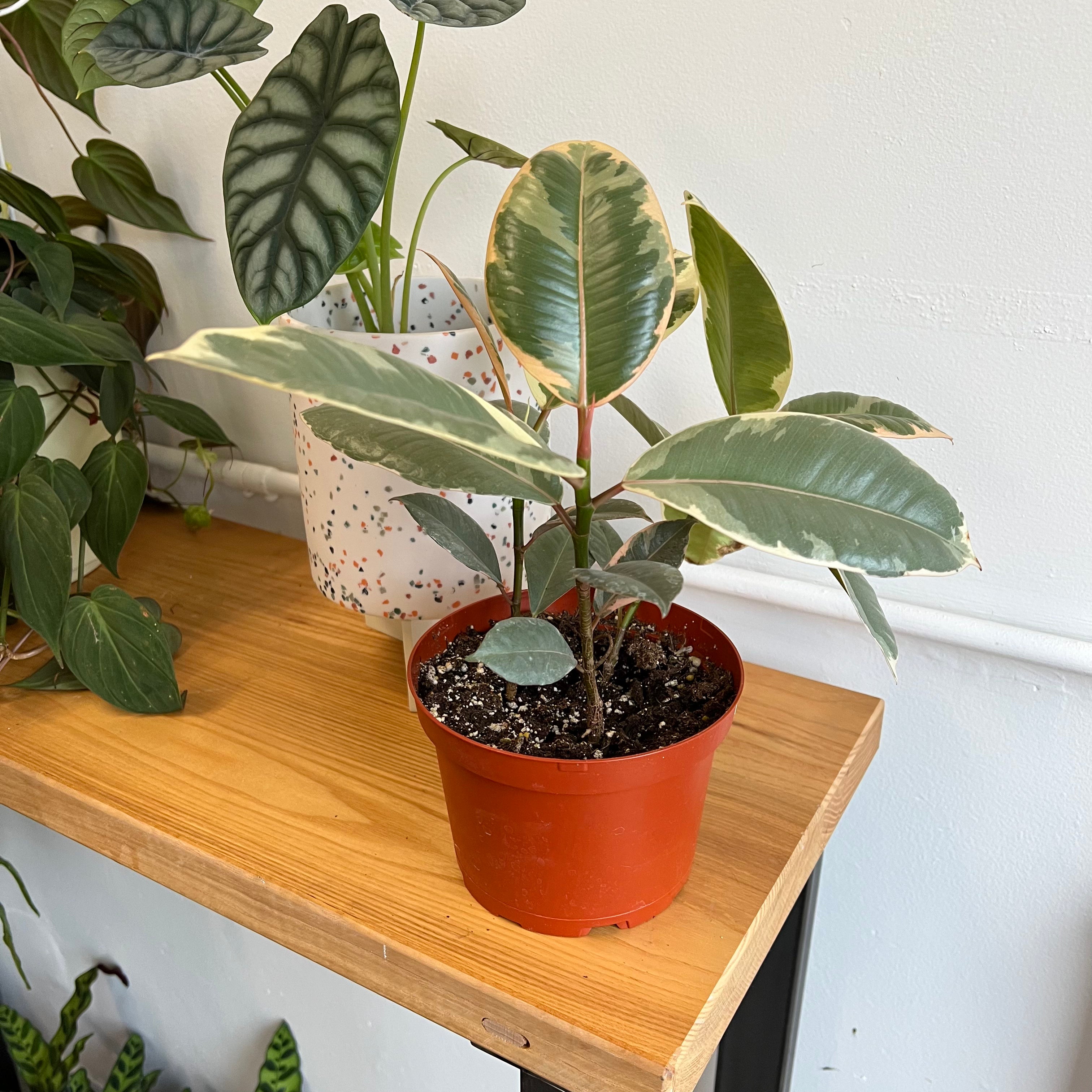 Ficus Tineke Rubber Plant - Live Indoor Houseplant for Home & Office Decor - Perfect for Living Room, Bedroom, or Workspace