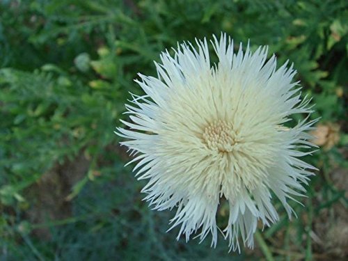 Imperial Sweet Sultan Flower Seeds - 200 Count - Silky Powder Puffs with Sweet Fragrance for Gardens, Bouquets & Landscaping