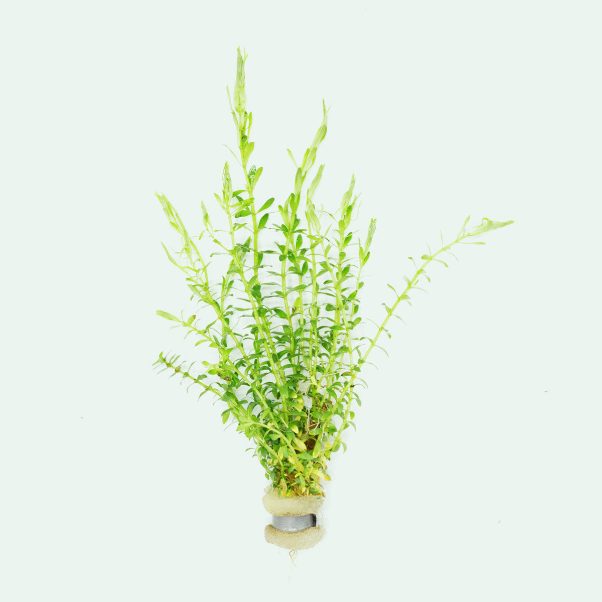 Mayaca Sellowiniana Aquatic Plant - Freshwater Aquarium Decor for Fish Tanks, Ponds & Terrariums | Perfect for Aquascaping & Natural Habitat Setup