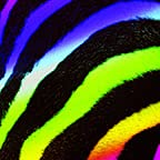 Rainbow Zebra Print