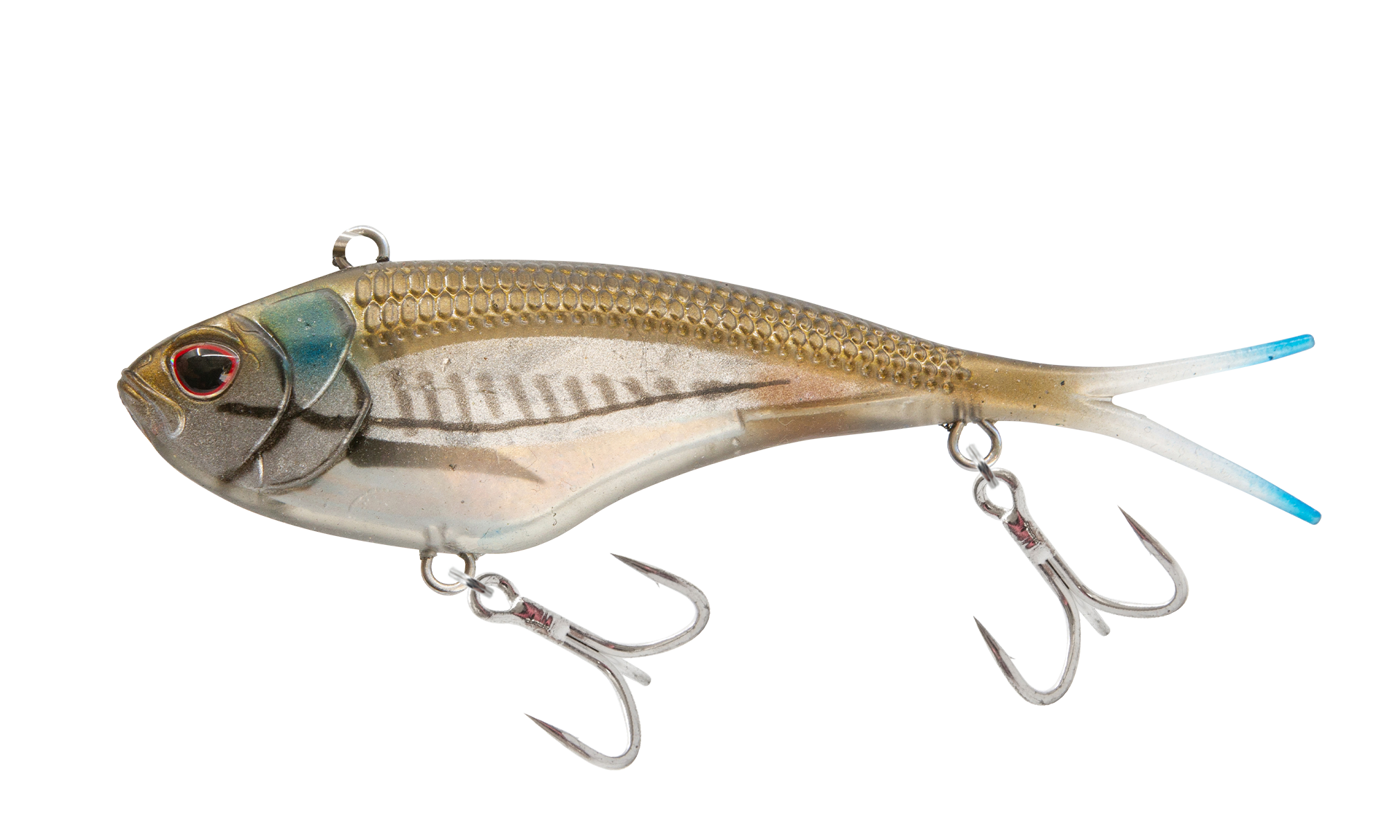 Mangrove Shad