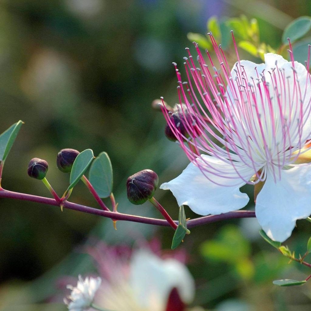 Organic Caper Bush Seeds (Capparis spinosa inermis) - 15 Seeds for Planting - Grow Delicious Capers at Home - Perfect for Mediterranean Cuisine & Herb Gardens
