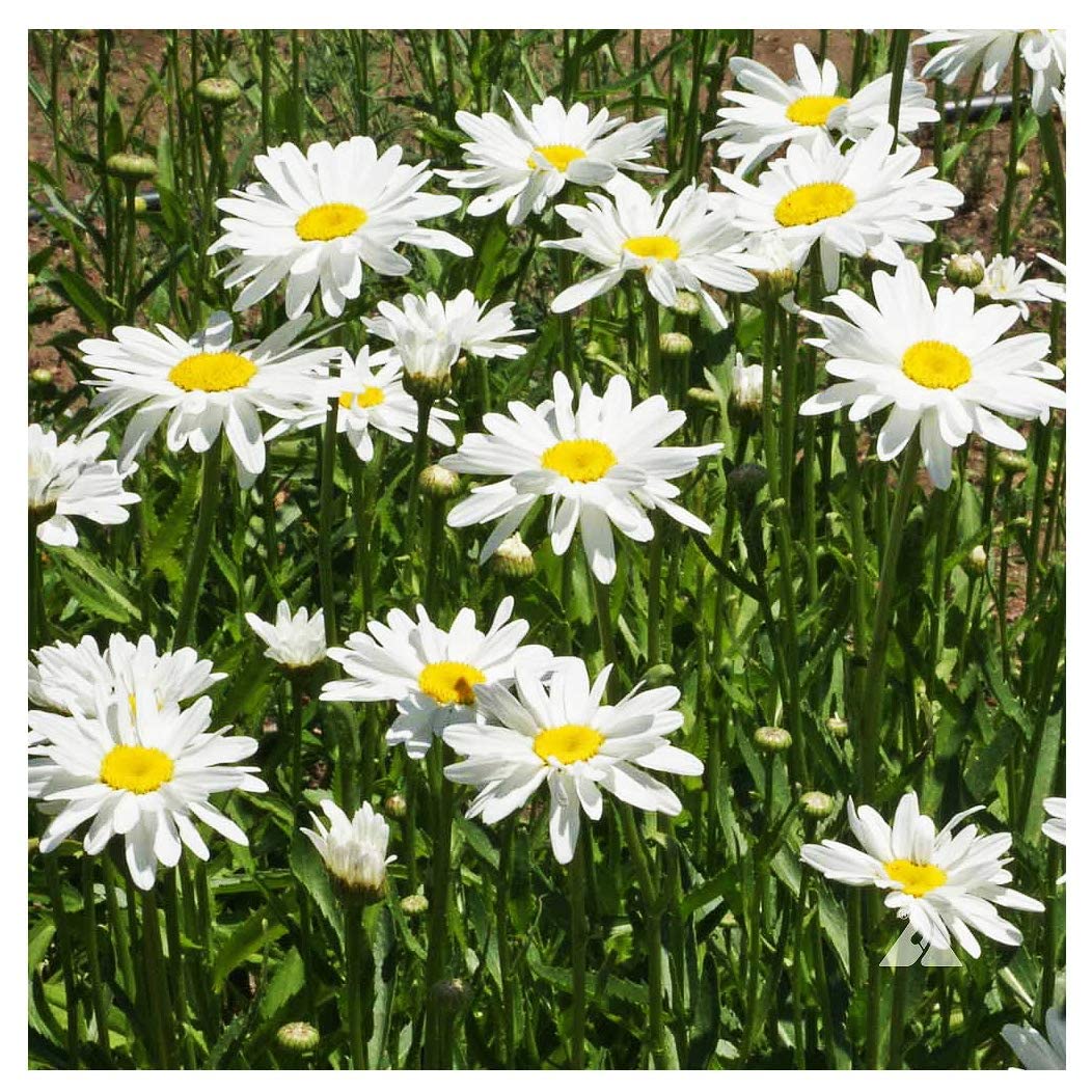 Alaska Shasta Daisy Seeds - Perennial Full Sun Daisy Chrysanthemum Flowers - 5,800+ Seeds for Planting - Grows 30
