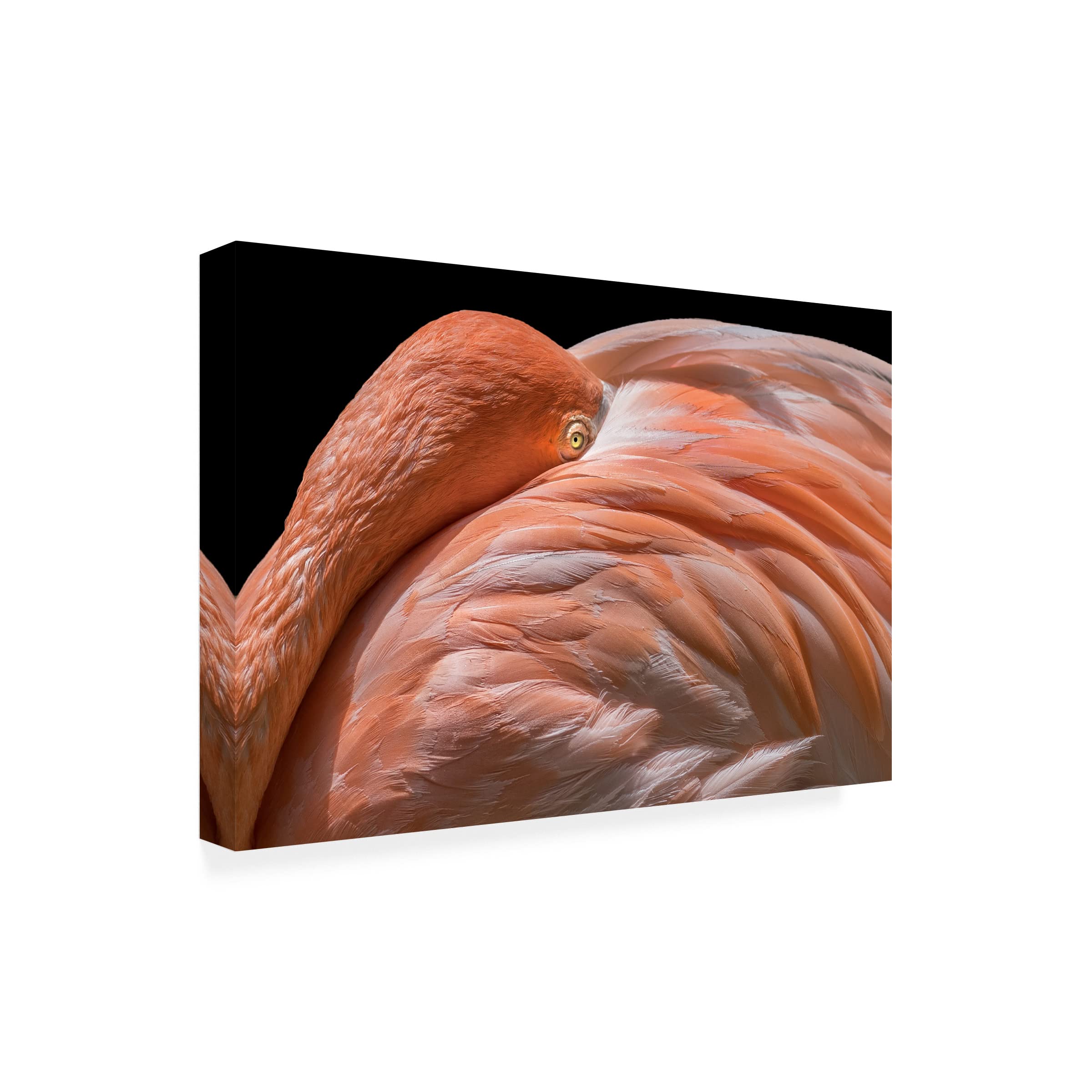 Trademark Fine Art 'Peek' Canvas Wall Art by Els Keurlinckx - Modern Abstract Painting for Living Room, Bedroom & Office Decor