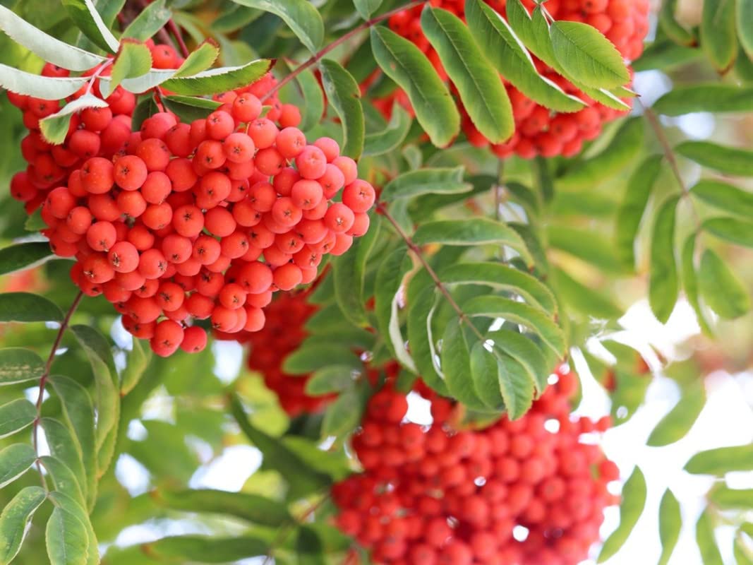 European Mountain Ash Tree for Planting - 1+ ft Tall Live Plant for Landscaping, Garden Decoration, and Wildlife Habitat