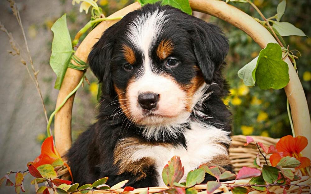 300-Piece Wooden Jigsaw Puzzle for Adults & Kids - Bernese Mountain Dog Art - Fun Family Game, Home Decor & Birthday Gift for Puzzle Lovers (Perfect for Relaxation, Brain Training & Living Room Decoration)