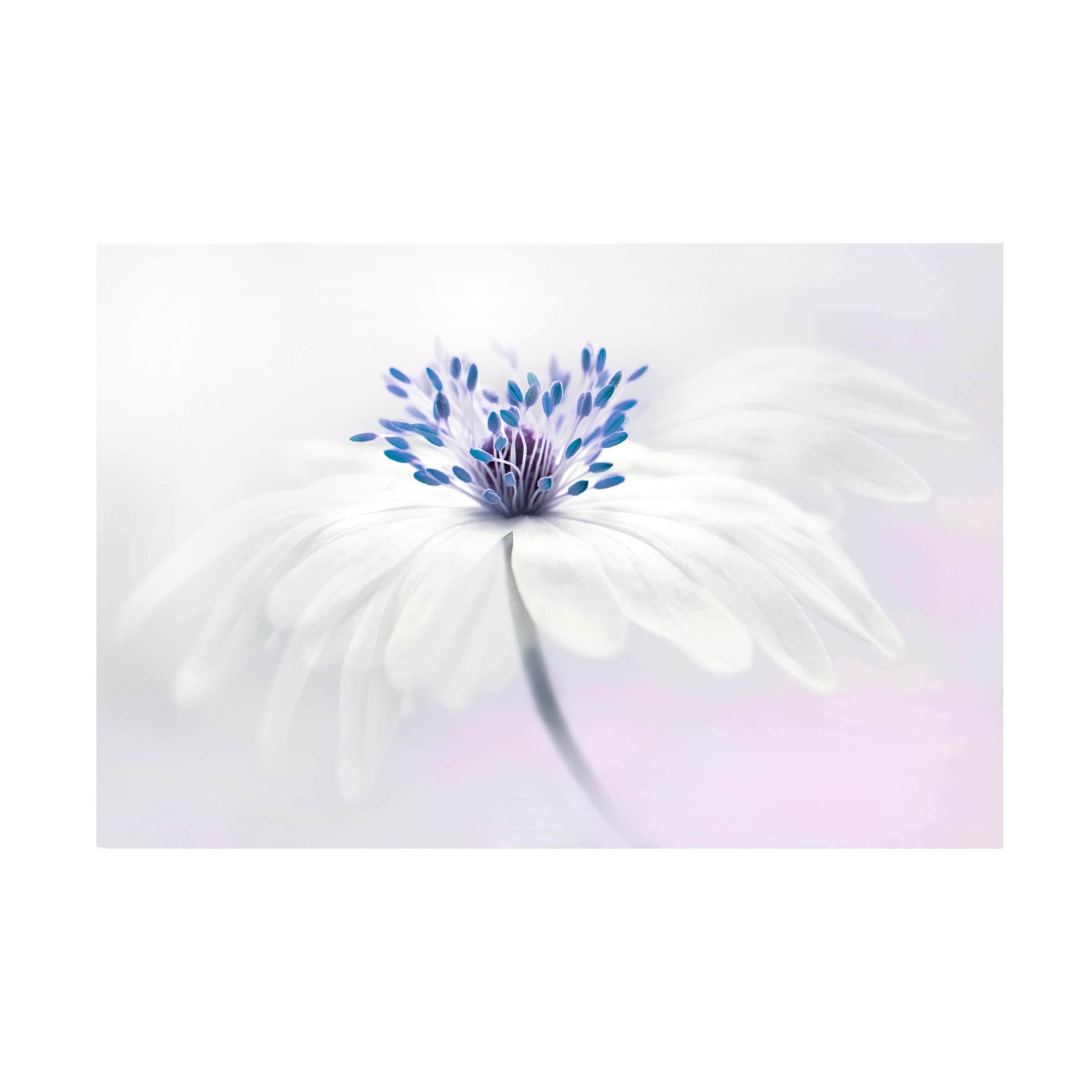 Jacky Parker 'Anemone Blanda' Floral Canvas Wall Art Print - Handmade Home Decor for Living Room, Bedroom & Office