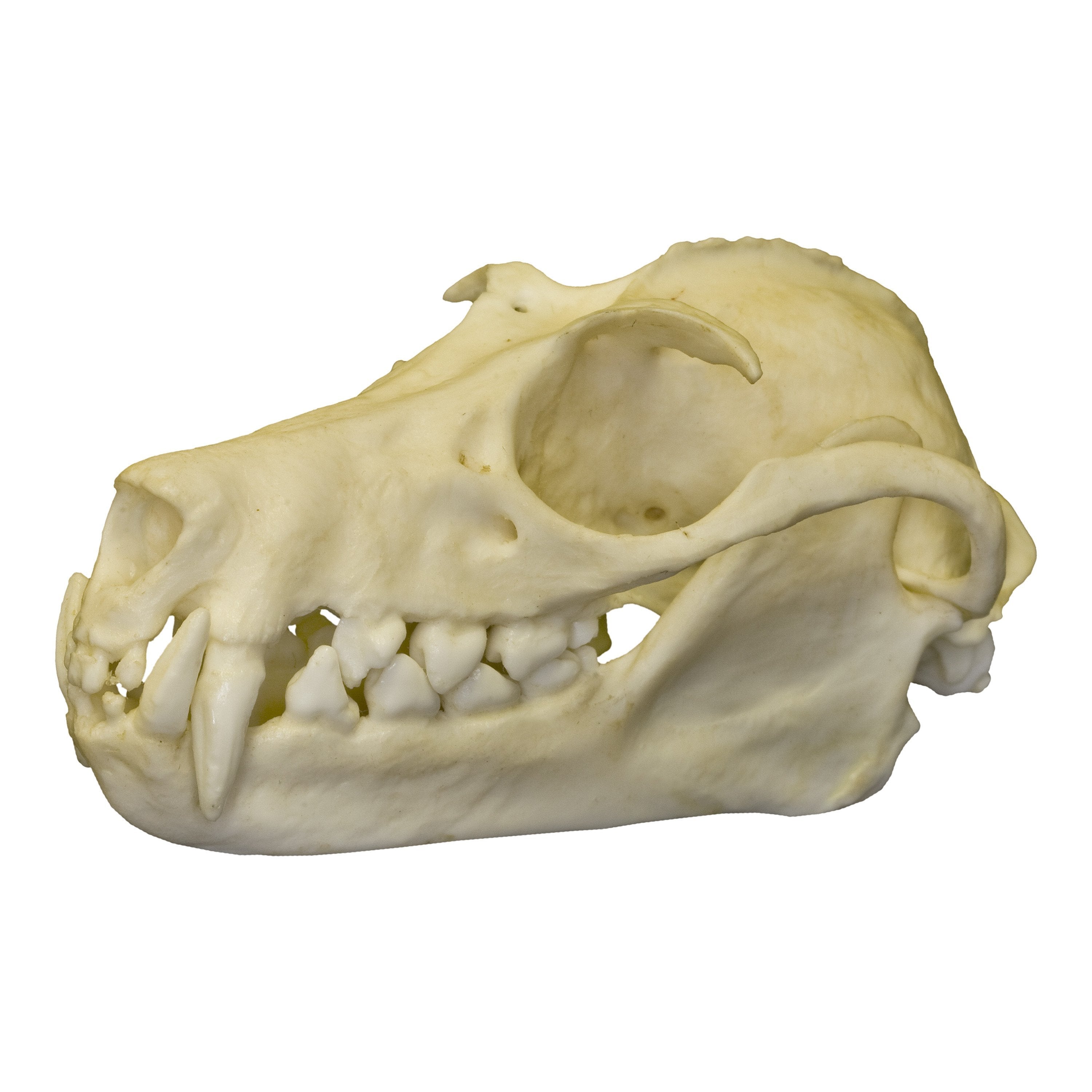 Authentic Replica Greater Flying Fox Skull - High-Quality Bat Skull Model for Science Education, Gothic Decor & Halloween Props