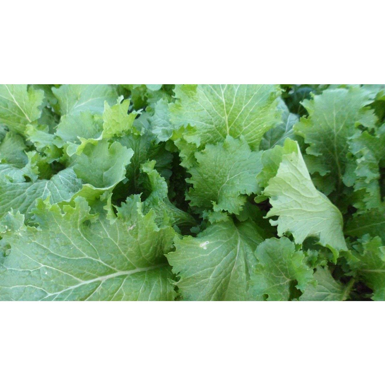 Organic Green Wave Mustard Greens Seeds - Non-GMO, Heirloom, Fast-Growing for Home Garden - Perfect for Salads, Stir-Fry & Healthy Cooking