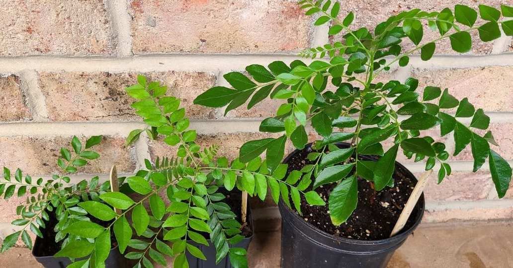 Organic Curry Leaves Plant (Murraya Koenigii) - Large Size Healthy Live Herb for Cooking, Ayurveda & Home Garden - Perfect for Indian Cuisine, Herbal Remedies & Fresh Aroma