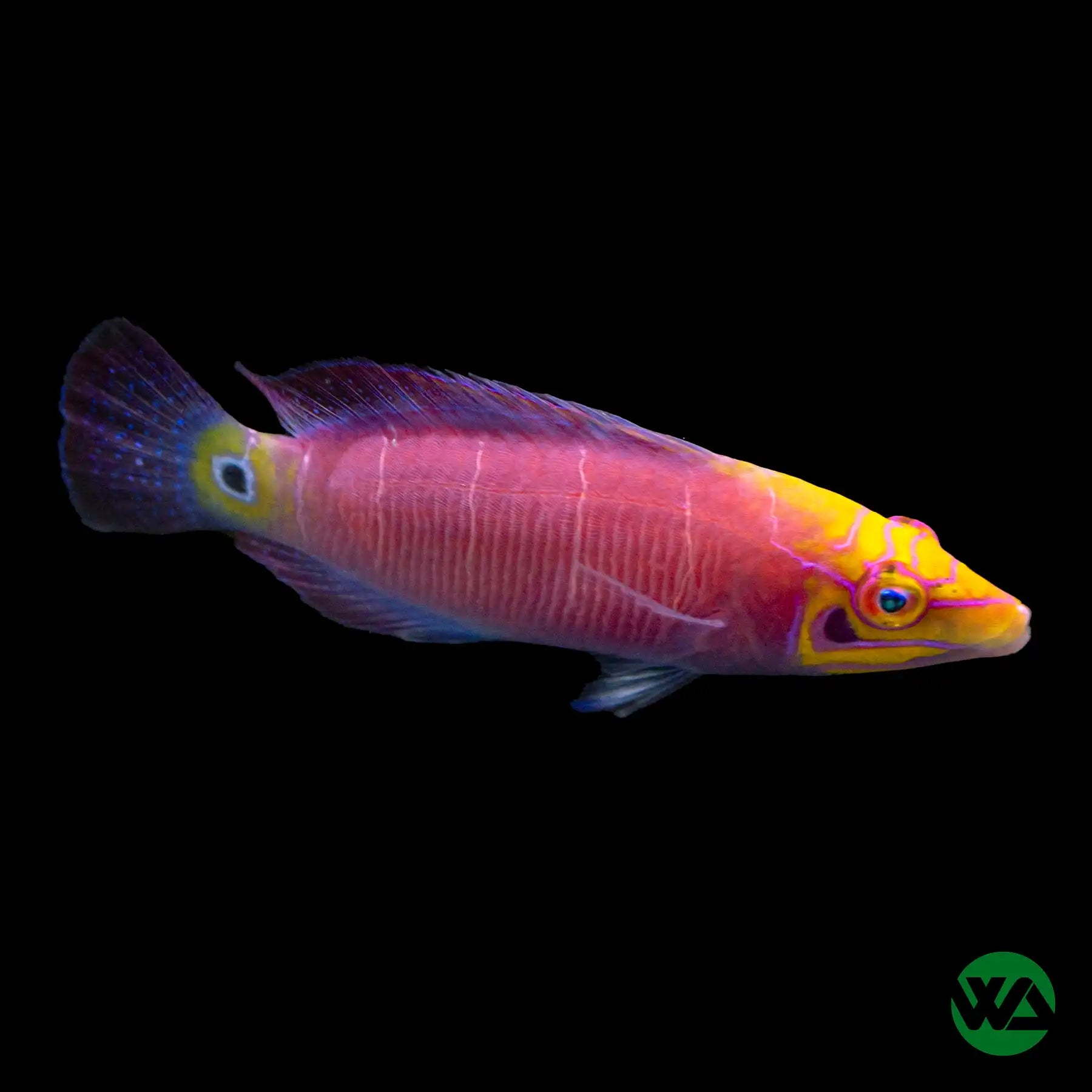 Mystery Wrasse Fish (Pseudocheilinus ocellatus) - Saltwater Aquarium Fish for Reef Tanks & Marine Aquascaping