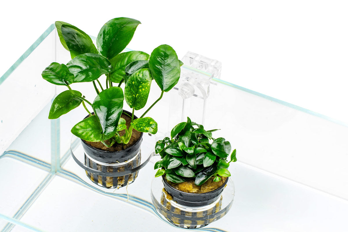 Ultum Nature Systems Hydro Pot Holder - Premium Plant Container for Hydroponics, Aquaponics & Indoor Gardening | Perfect for Herbs, Vegetables & Houseplants