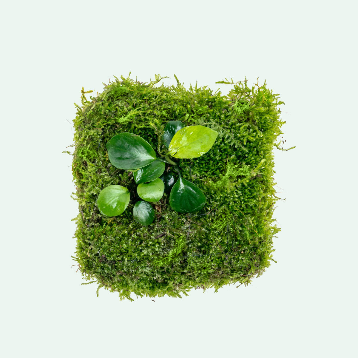 Foresta Mat with Anubias Nana & Christmas Moss - Live Aquarium Plants for Fish Tank Decoration | Perfect for Aquascaping, Shrimp Tanks & Natural Aquatic Environments