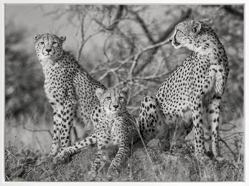 Cheetah Tribe Canvas Art Print - Stunning Wildlife Wall Decor for Living Room, Bedroom & Office - Perfect for Home & Office Decor