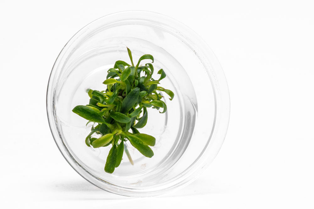 Anubias Minima Dragon Claw - Live Aquarium Plant for Freshwater Fish Tank | Low Light Aquatic Plant for Aquascaping, Shrimp Tanks & Betta Fish Habitats