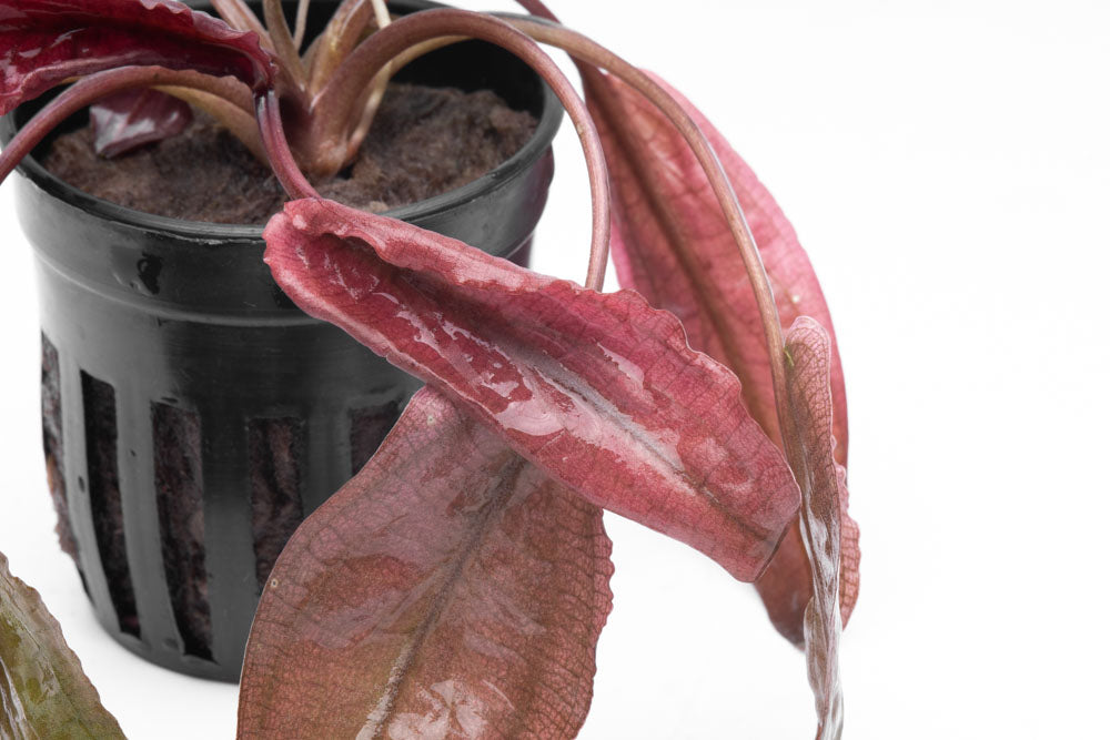Cryptocoryne Flamingo Live Aquarium Plant - Easy Care Freshwater Aquatic Plant for Fish Tanks & Aquascaping | Perfect for Beginners & Low-Tech Aquariums