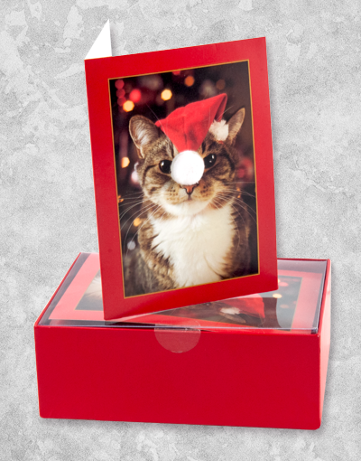 Christmas Kitty Greeting Cards - 10 Count Boxed Holiday Cards for Christmas, Birthday & Thank You - Perfect for Family, Friends & Coworkers