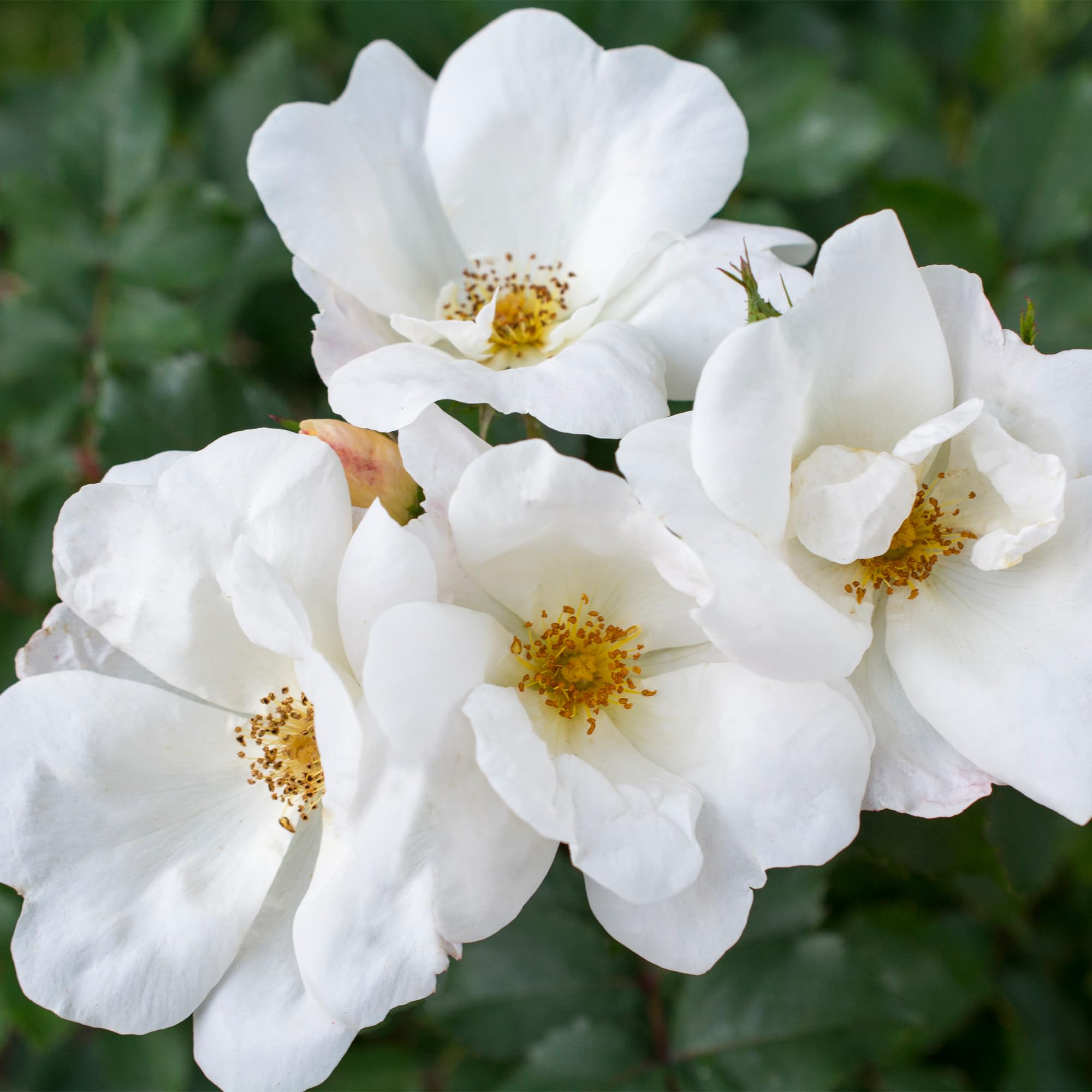 1 Gallon The White Knock Out® Rose Plant - Pure White Blooms for Garden Landscaping, Patio Decor & Wedding Bouquets