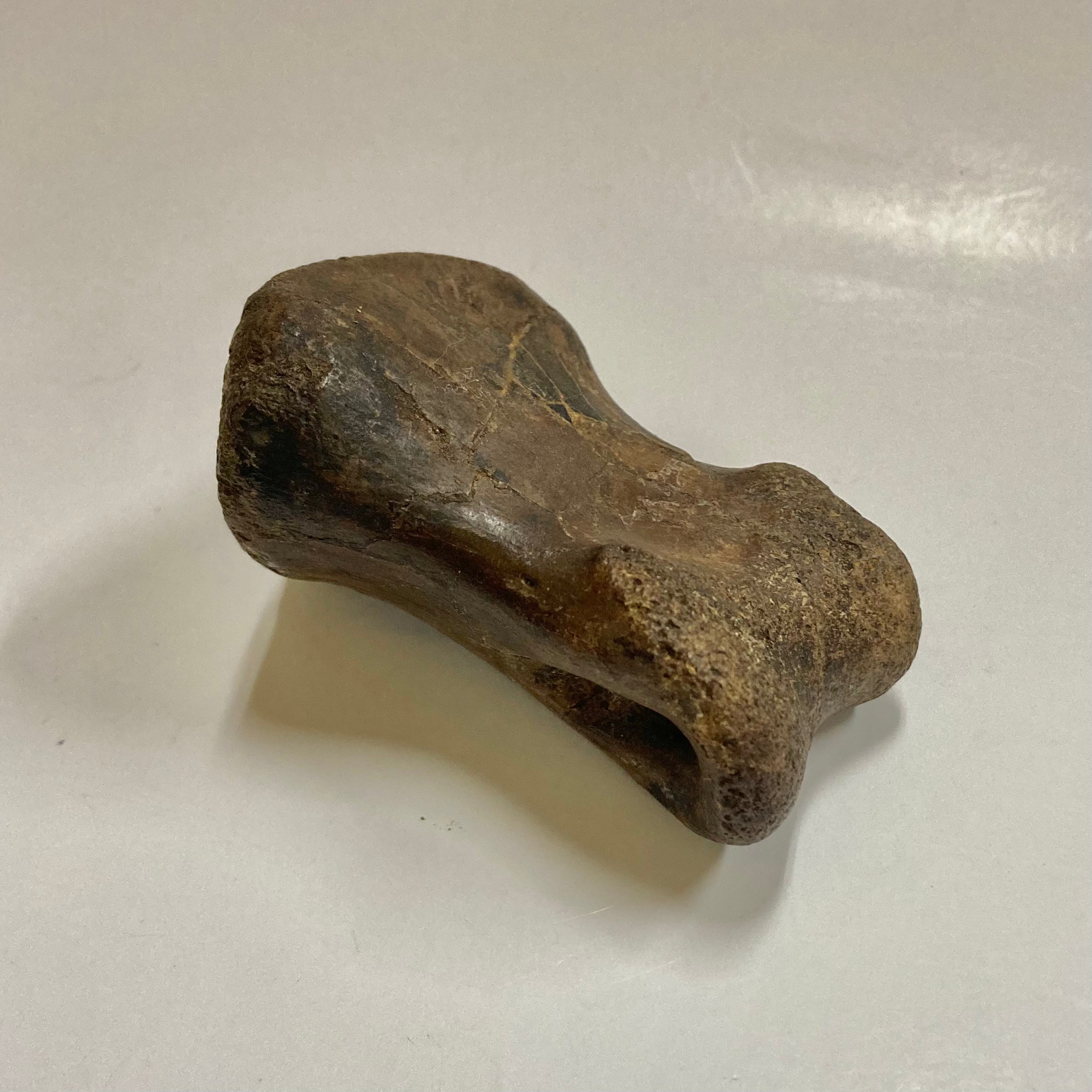Authentic Ornithomimidae Dinosaur Finger Bone Fossil - Rare Collectible for Paleontology Enthusiasts & Science Education - Perfect for Display, Gifts, and Museum Exhibits