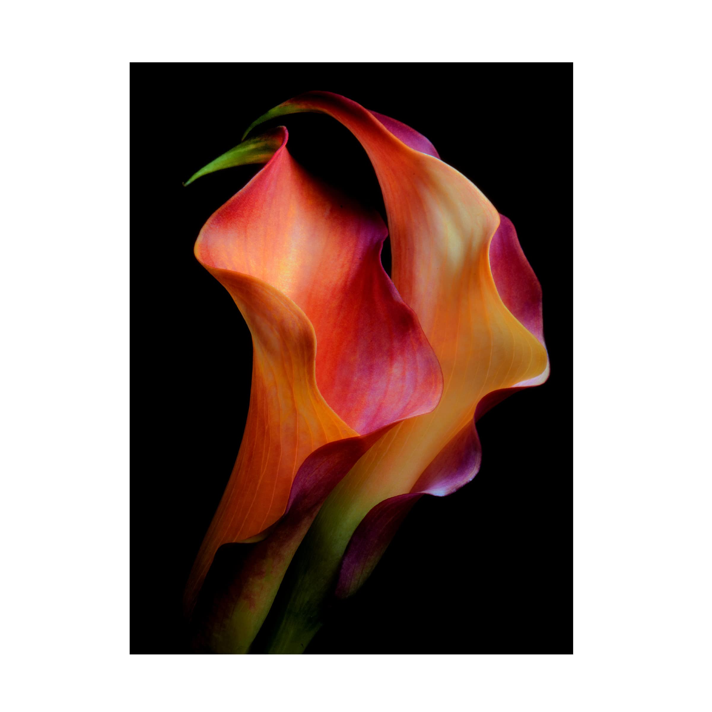 Trademark Fine Art 'Tenderness' Canvas Wall Art Painting by Jon Kinney - Perfect for Living Room, Bedroom & Office Decor