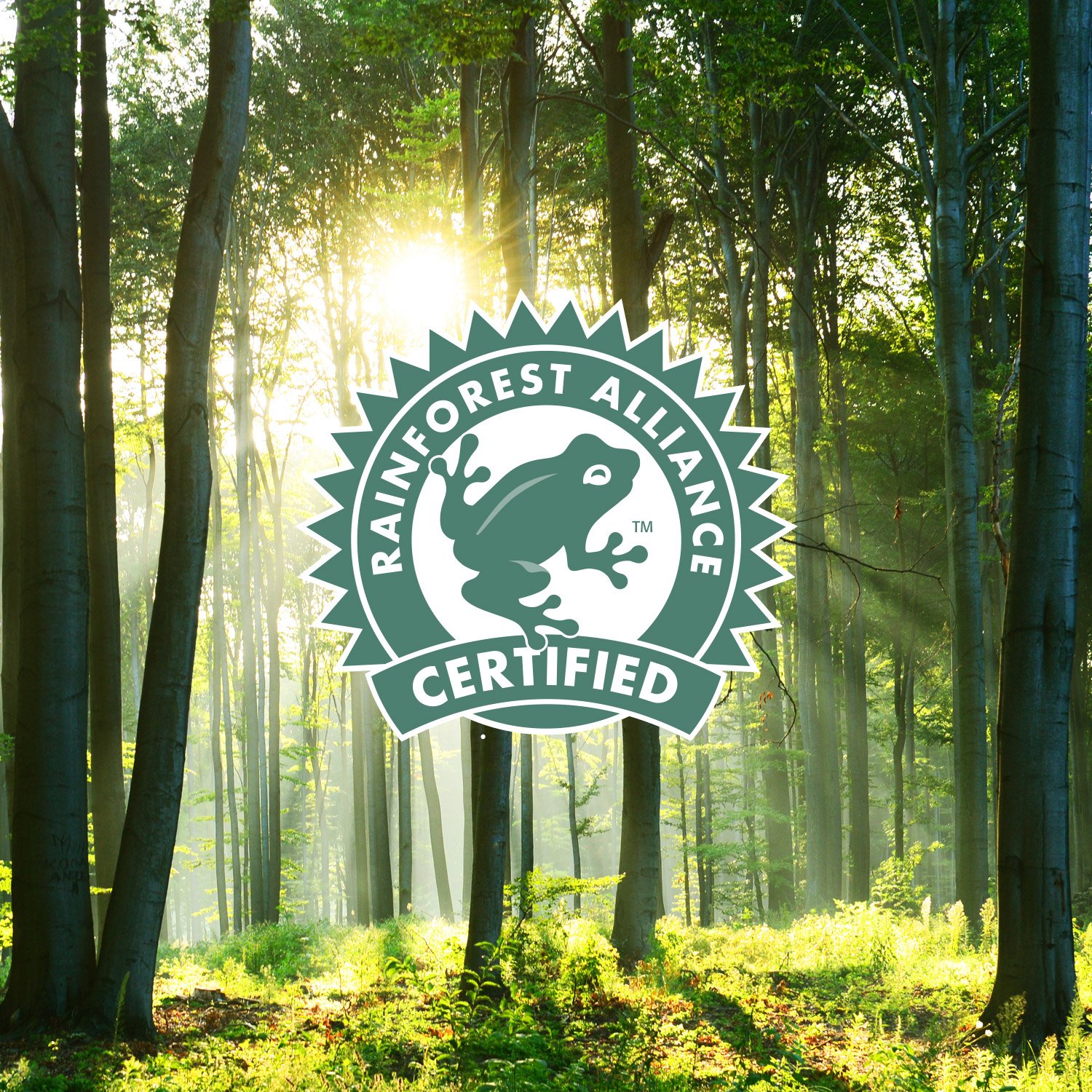 GLORYBREW 36 Compostable Coffee Pods for Keurig - Medium Roast Rainforest Certified | Perfect for Home & Office Brewing
