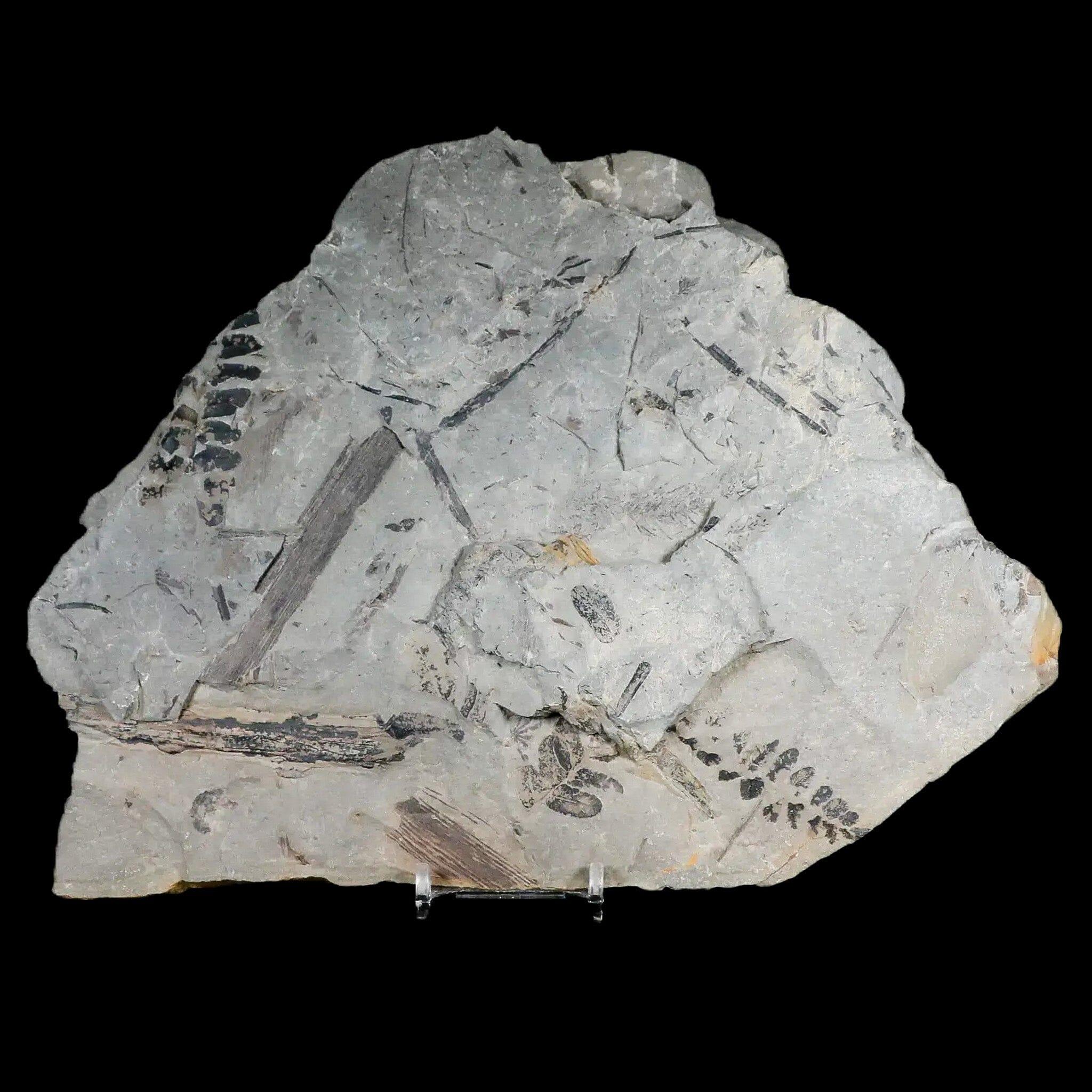 Neuropteris SP Fern Plant Fossil Leaves - Carboniferous Age Specimen from Breathitt Formation, Leslie County KY | Rare Paleobotany Collectible for Science Education & Home Decor