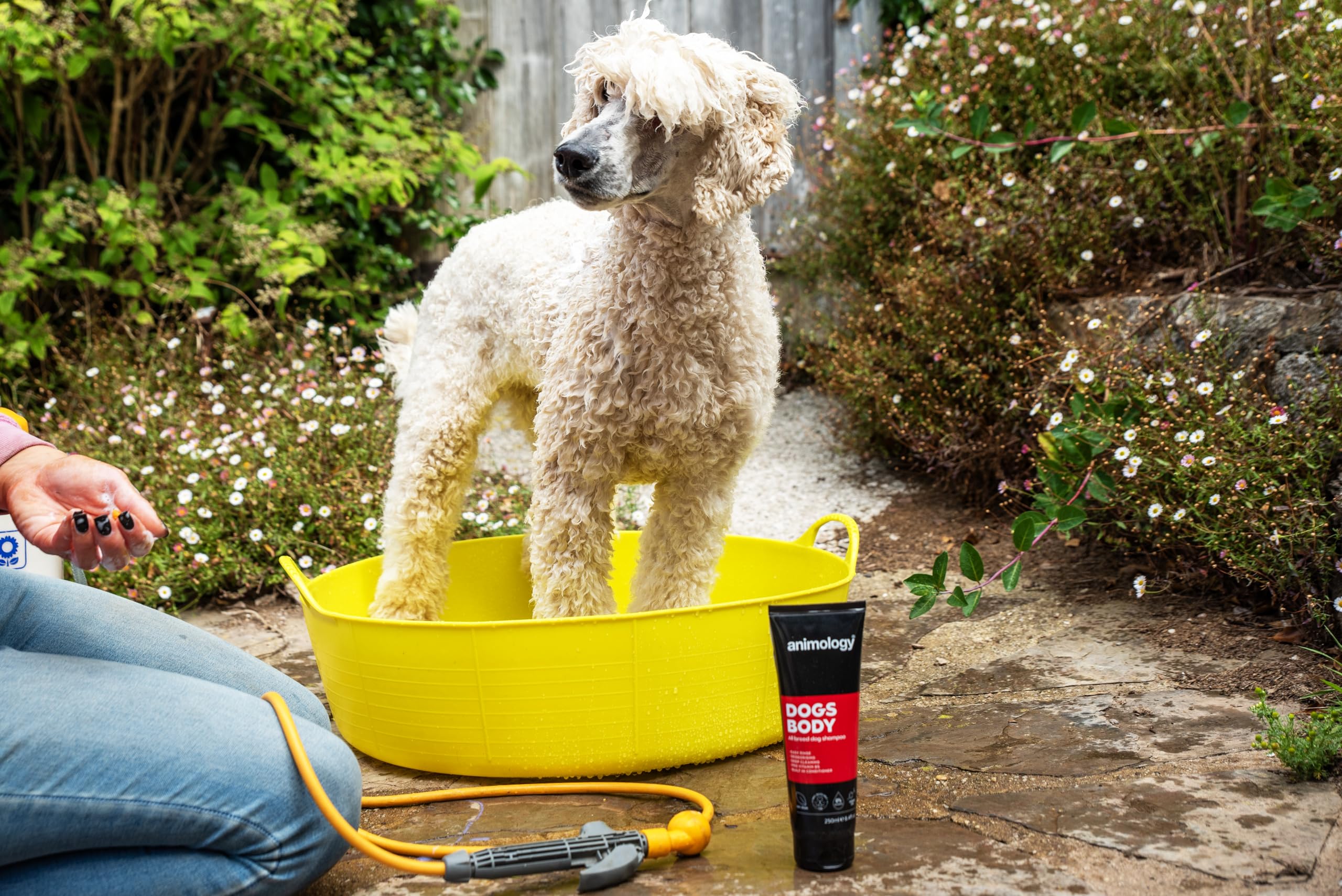 Animology Dogs Body Dog Shampoo 250ml - Gentle Cleansing & Odor Control for Healthy Coat - Perfect for Bath Time & Grooming