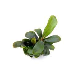 Dennerle Bucephalandra 'Serimbu Brown' In Vitro Aquarium Plant - Perfect for Nano Tanks, Aquascaping & Shrimp Habitats