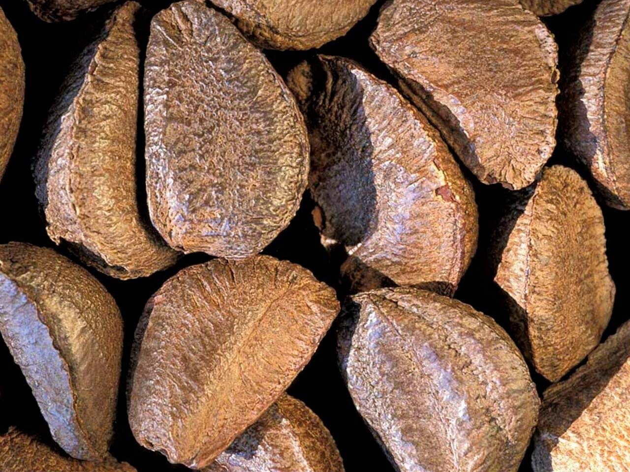 Premium Organic Raw Brazil Nuts in Shell - 4 Pack | High-Quality Whole Nuts for Snacking, Baking & Healthy Recipes | Perfect for Trail Mix, Salads & Vegan Diets