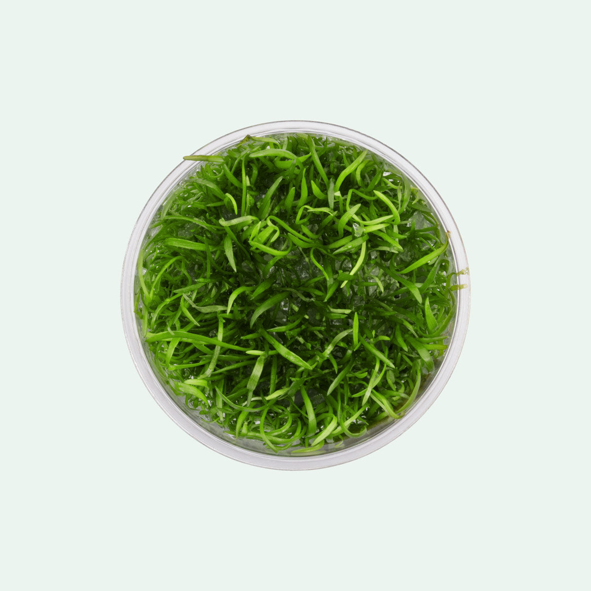 Lilaeopsis Novaezelandiae Aquatic Plant for Freshwater Aquariums - Perfect Carpeting Plant for Fish Tanks, Shrimp Tanks & Aquascaping