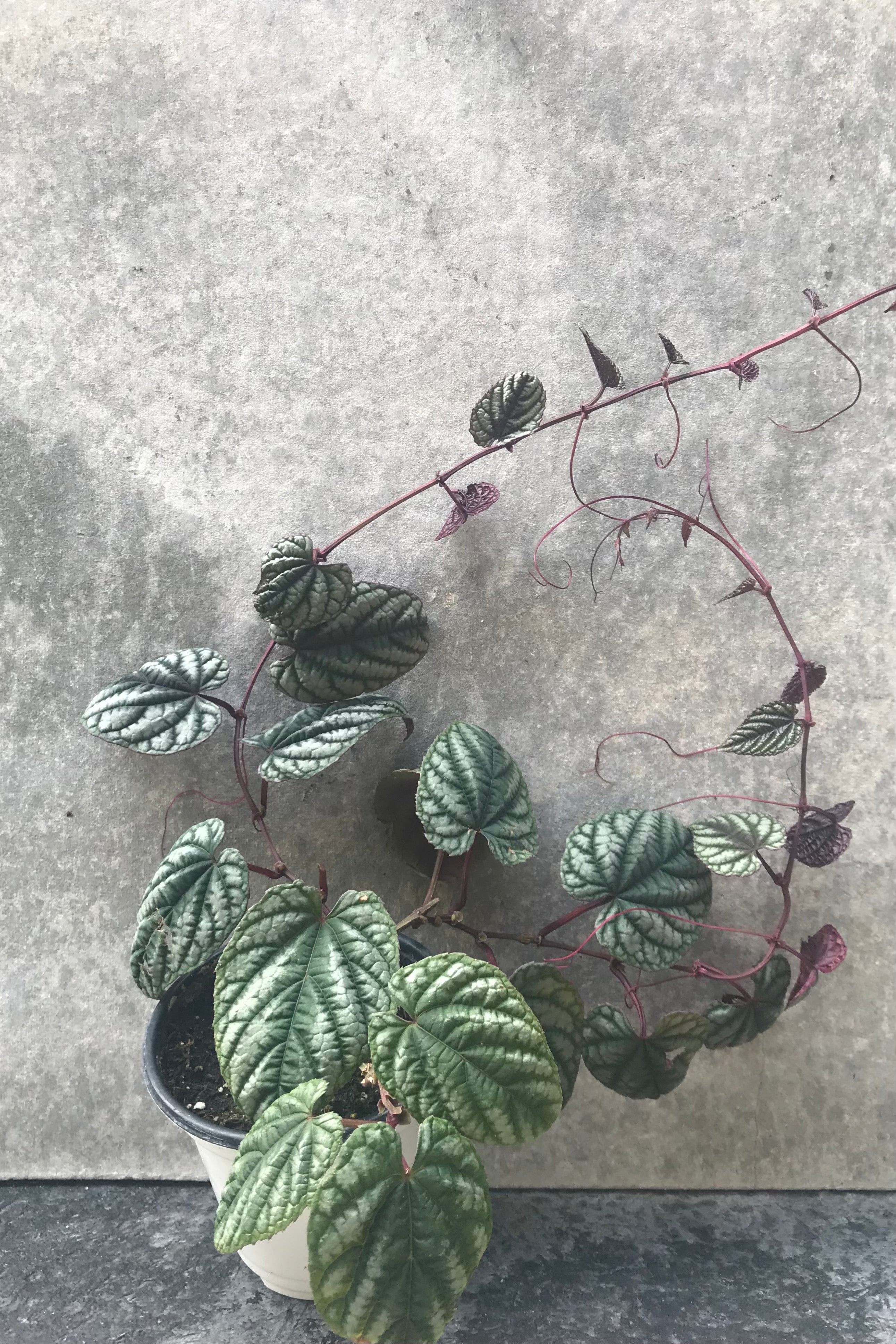 Cissus Discolor Rex Begonia Vine - 4