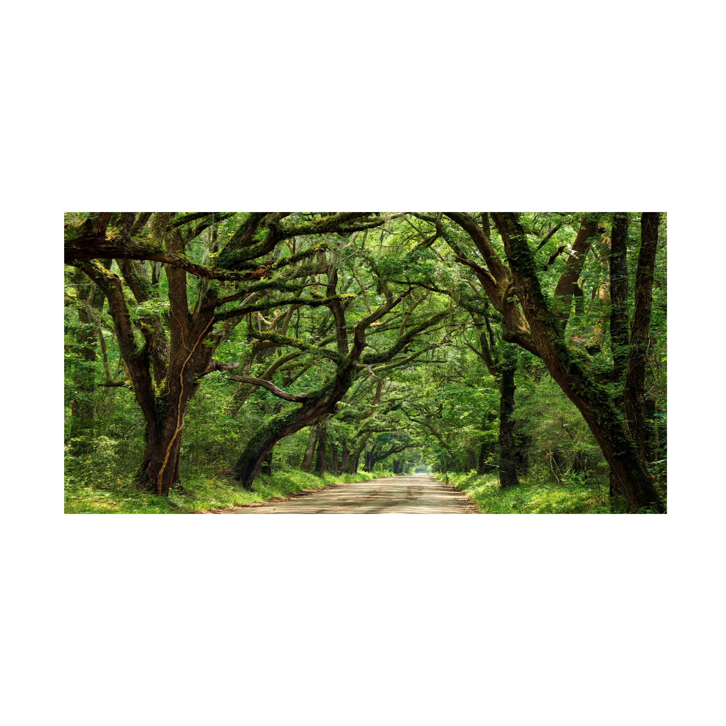 James McLoughlin 'Canopy Road Panorama IV' Canvas Wall Art Print - 24x47 Inches - Landscape Nature Painting for Living Room, Bedroom & Office Decor