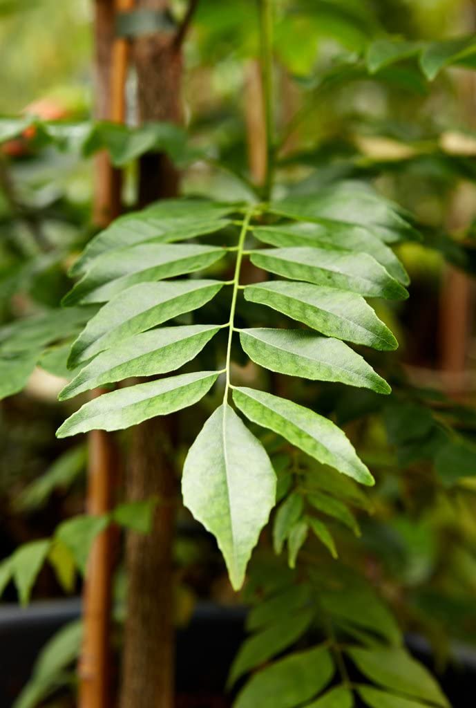 Organic Curry Leaves Live Plant - Sweet Neem (Kadi Patta) in Pot for Home Gardening | Fresh Herbs for Indian Cooking, Ayurvedic Remedies & Natural Home Decor