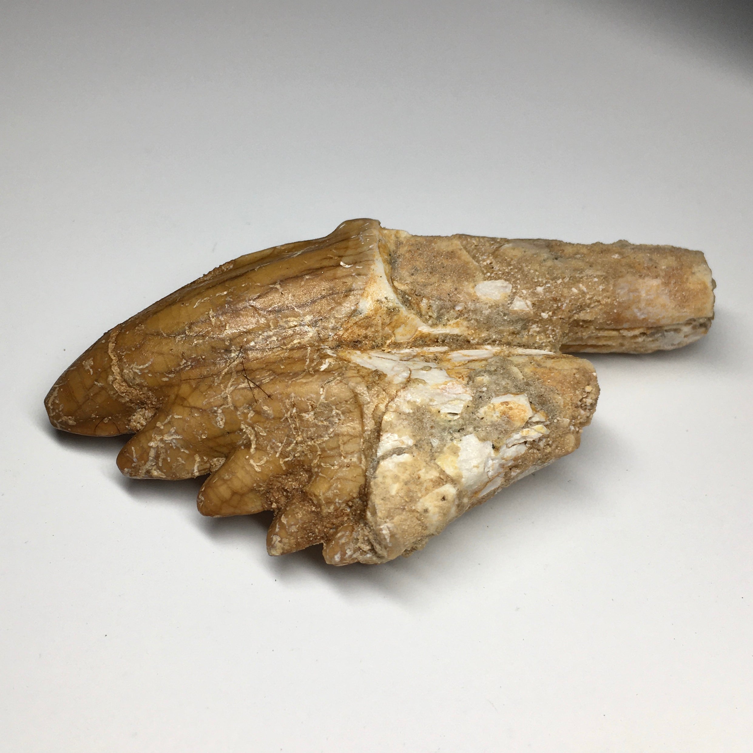 Fossilized Zygorhiza Kochii Whale Tooth Molar - Authentic Prehistoric Marine Mammal Fossil for Collectors & Educational Displays | Perfect for Paleontology Enthusiasts, Museum Exhibits & Science Classroom Decor