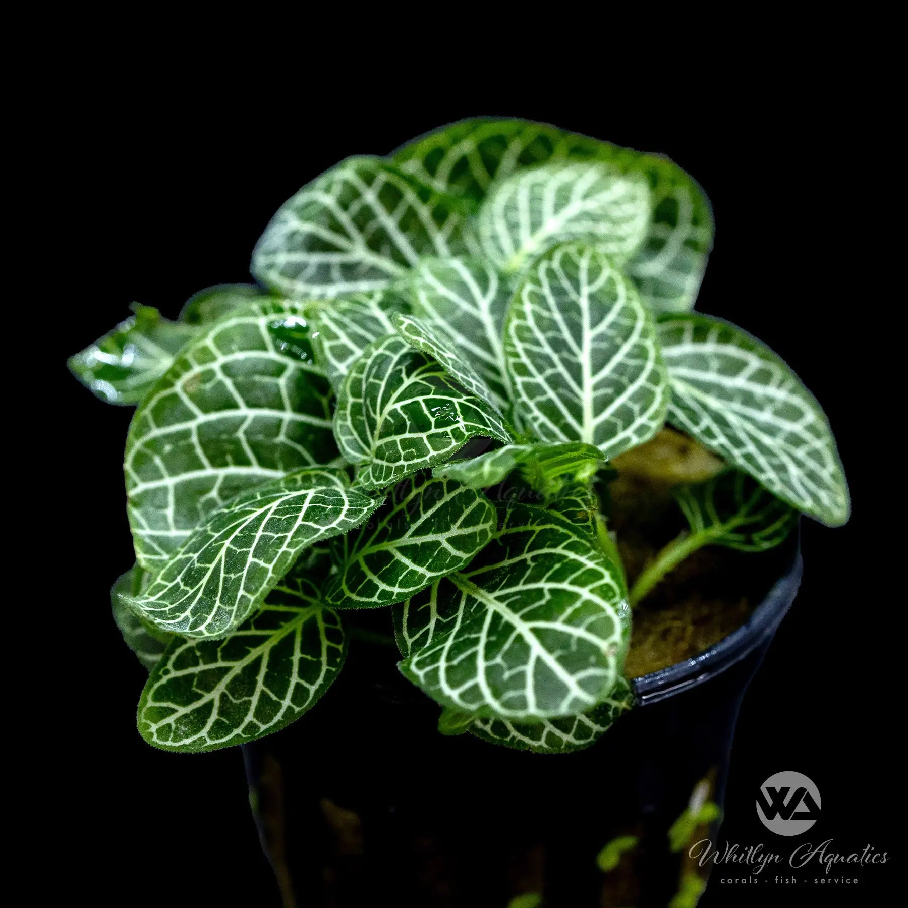 Fittonia Albivenis (Nerve Plant) - Low Light Indoor Houseplant for Home, Office & Terrarium Decor