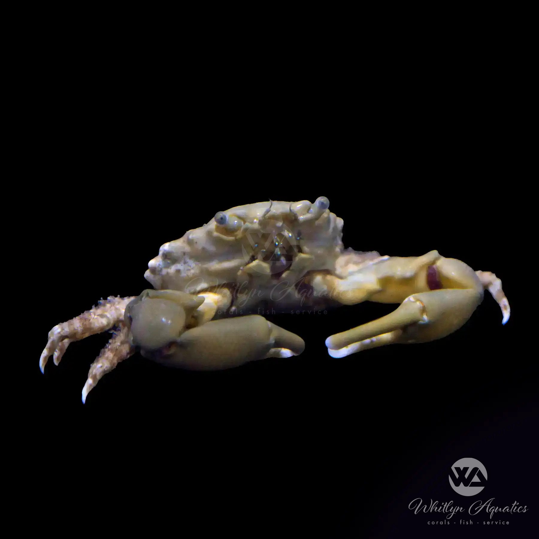 Emerald Crab (Mithraculus sculptus) - Saltwater Aquarium Cleaner for Reef Tanks & Algae Control | Perfect for Marine Ecosystems