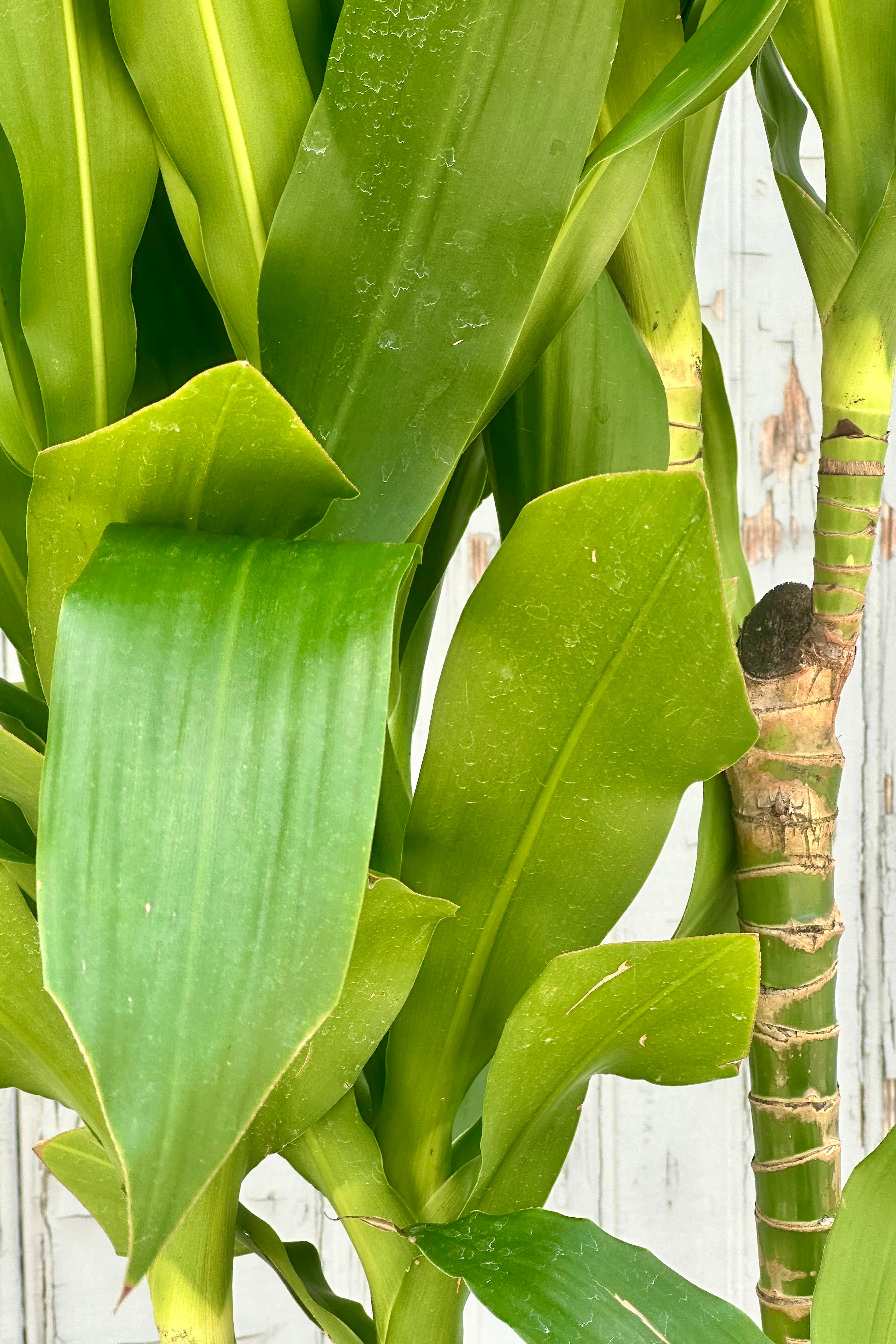 Dracaena deremensis 'Hawaii Girl' #3 Cane - Tropical Indoor House Plant for Home & Office Decor - Perfect for Living Room, Bedroom, and Workspace Greenery