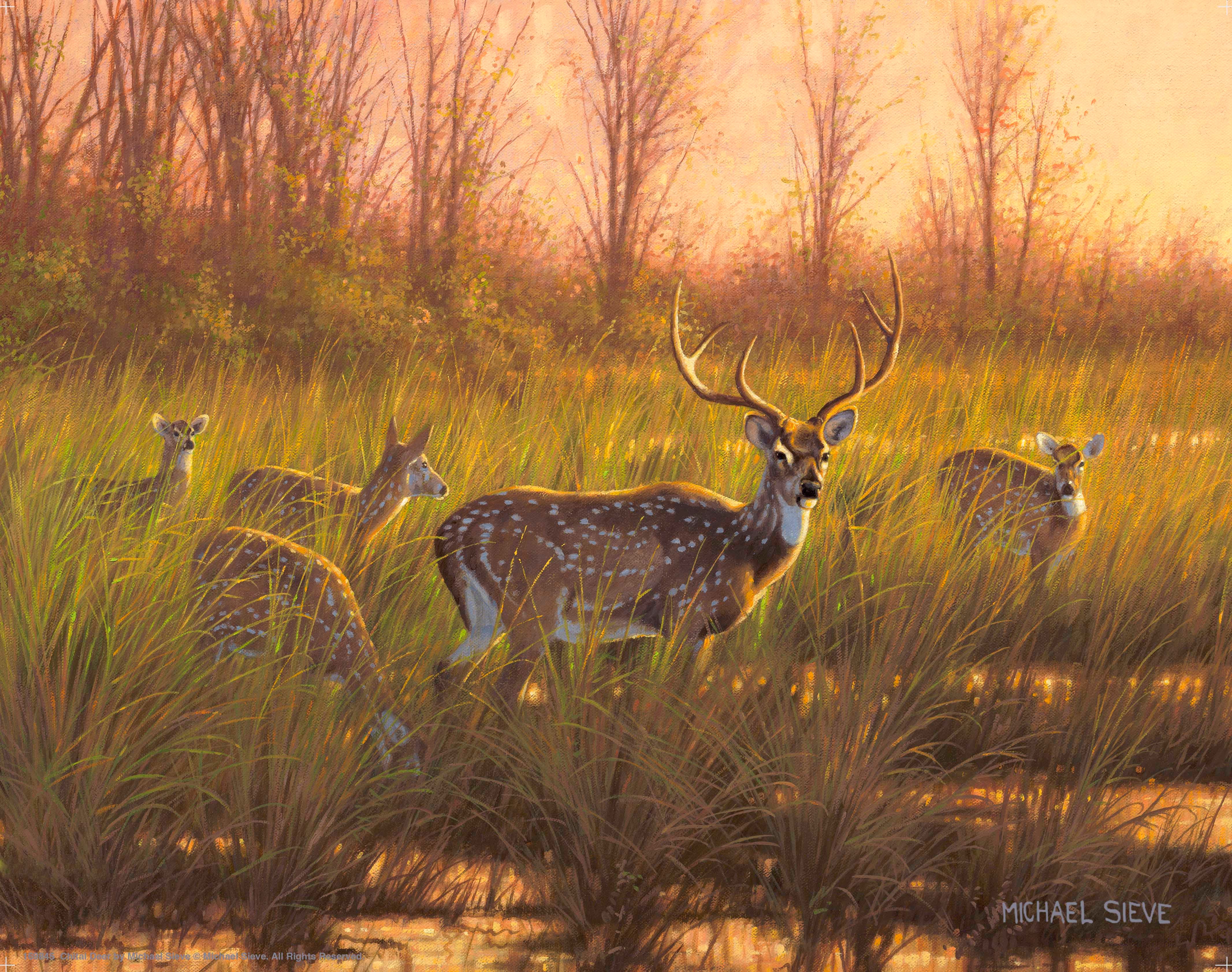 Chital Deer Art Prints - Stunning Wildlife Wall Decor for Home, Office & Gifts | High-Quality Fine Art Prints