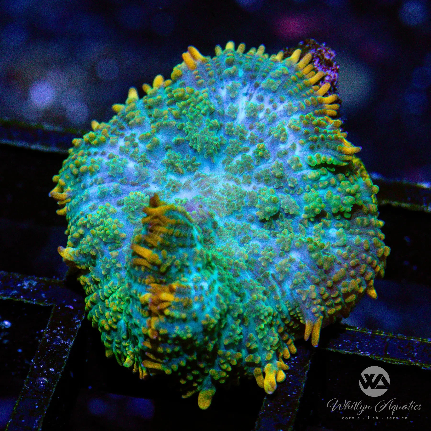 D15 WYSIWYG Gatorade Rhodactis Mushroom Coral - Perfect for Saltwater Aquariums & Reef Tanks