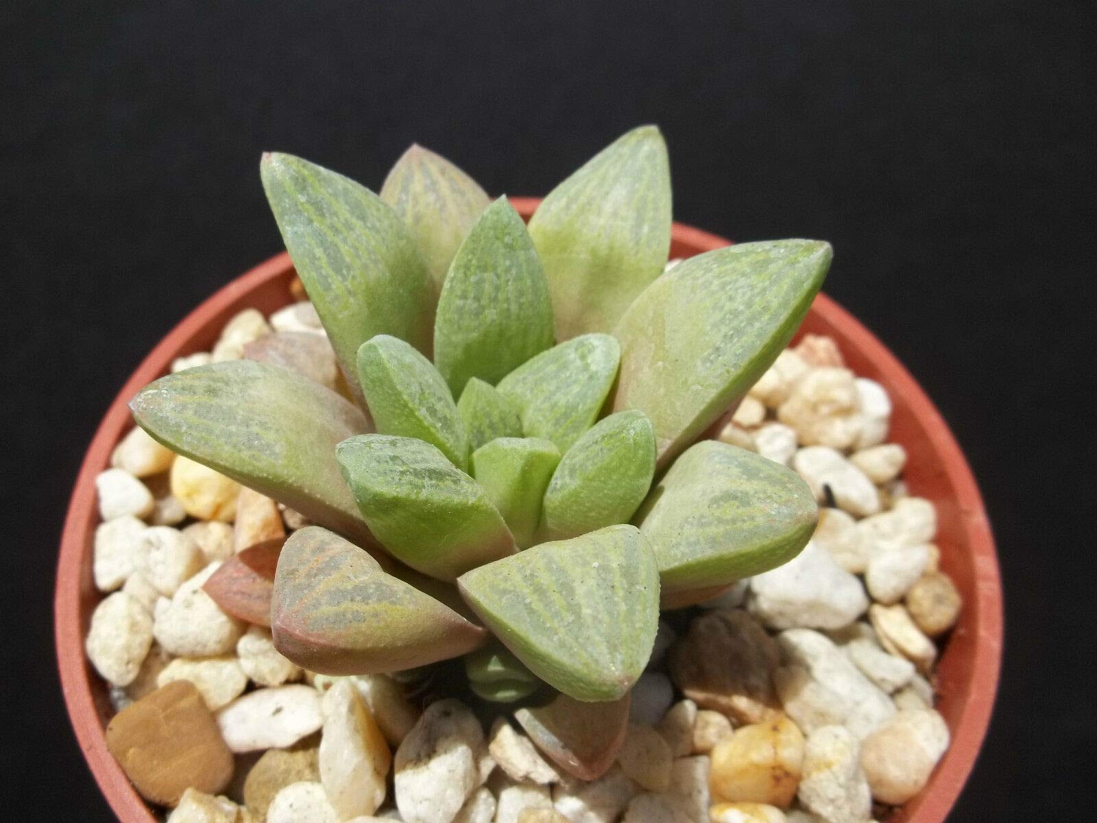 Rare Haworthia Turgida VAR. Suberecta Exotic Succulent Plant in 4