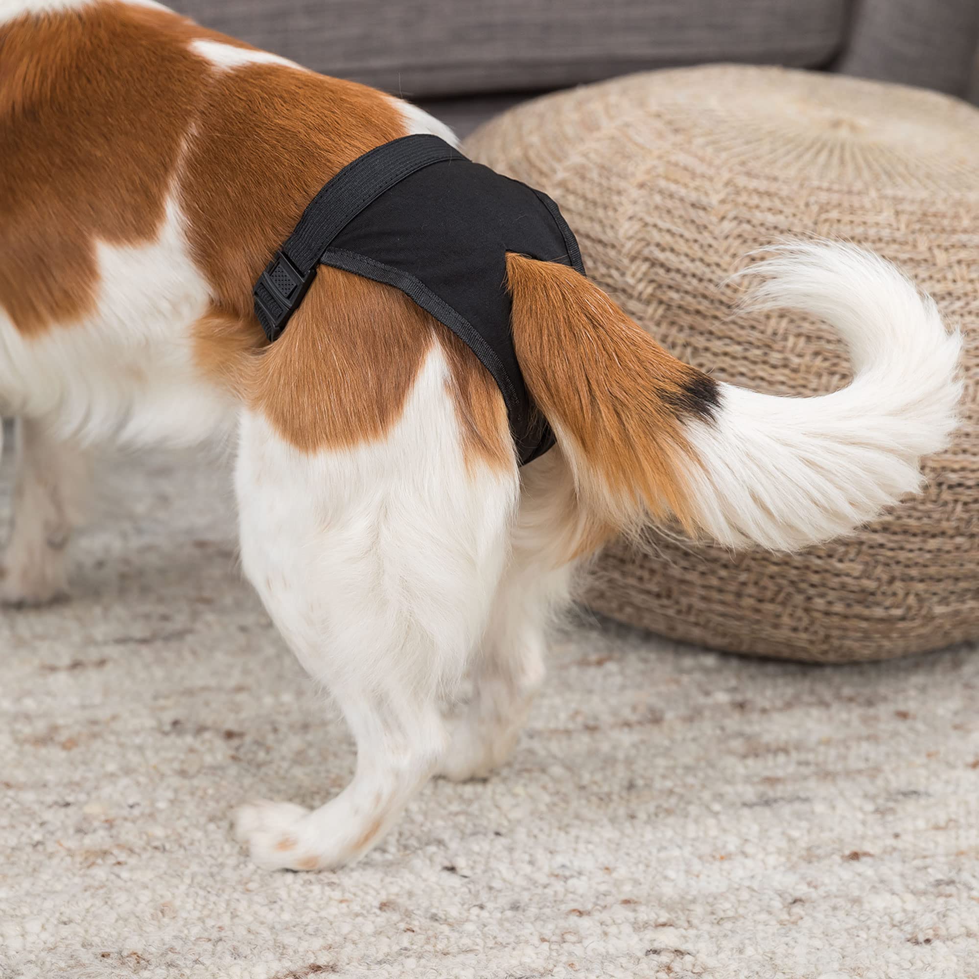 Trixie Protective Dog Pants for Small & Medium Dogs - Breathable Black Dog Diapers for Incontinence, Heat Cycle & Training | Perfect for Indoor Use, Travel & Post-Surgery Care
