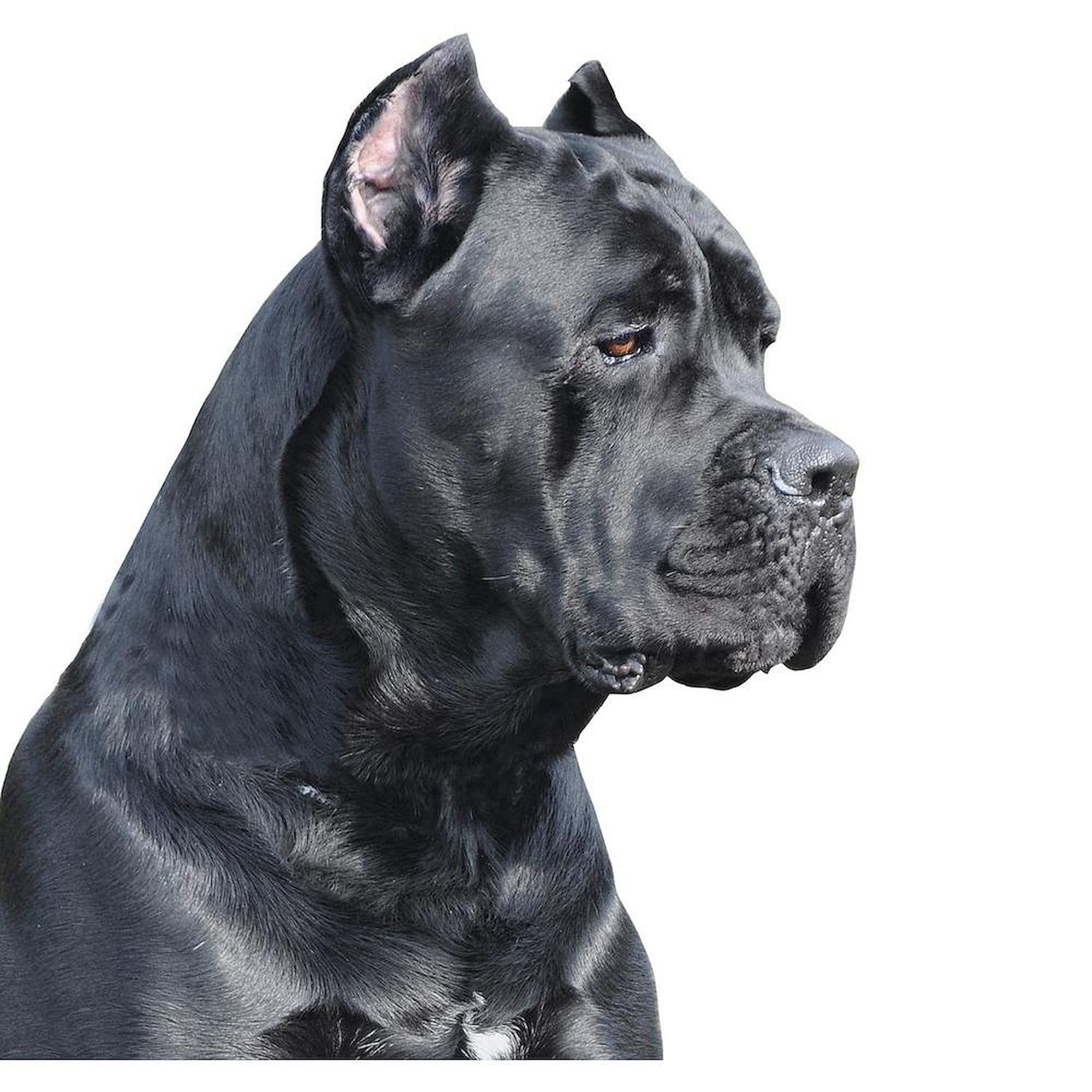 Cane Corso Dog Lover 11 oz Ceramic Coffee Mug (325 ml) - Perfect for Hot & Cold Drinks, Ideal for Home, Office, or Gift for Dog Owners