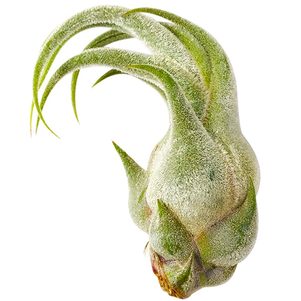 4''-5'' Tall Seleriana Air Plant | Low Maintenance Live Tillandsia Variety Pack | Unique Indoor Air Plants Gift Box for Home Decor, Office & Terrarium