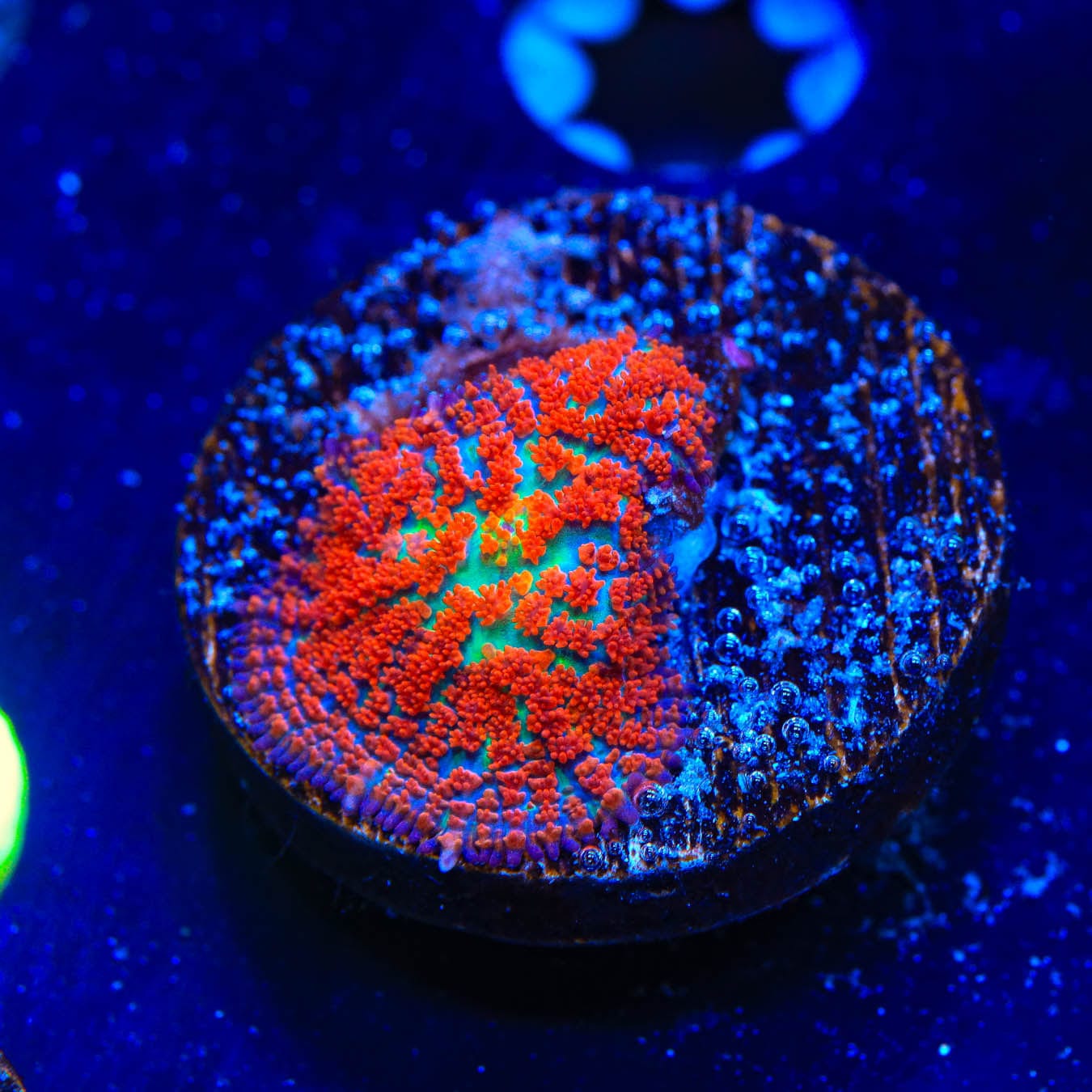 Premium Forest Fire Mushroom Coral for Saltwater Aquariums - Vibrant Orange & Red Colors - Perfect for Reef Tanks & Marine Displays
